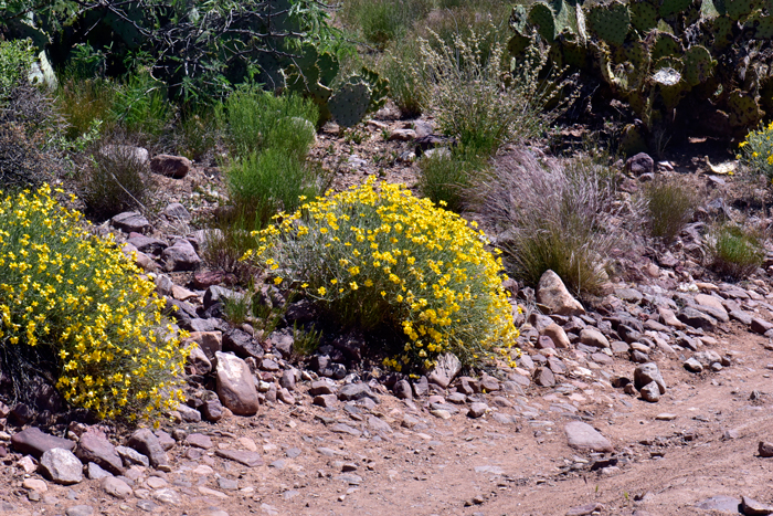 Whitestem Paperflower is found in the southwestern United States in AZ, CA, NV, UT. Also native to most of northern Baja California and northwest Mexico, Sonora. Psilostrophe cooperi